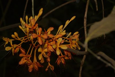 Saraca asoca, photographed by Siddarth Machado