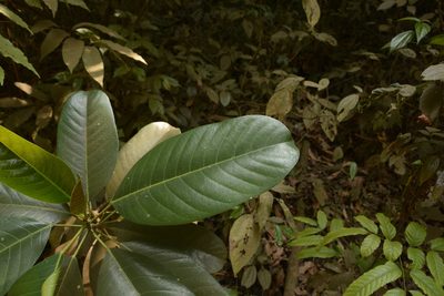 Ficus callosa, photographed by Siddarth Machado
