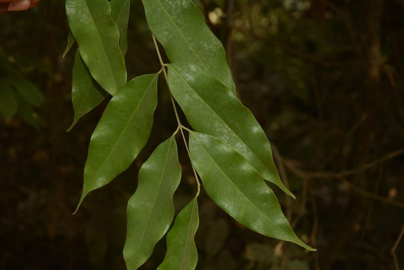 Syzygium gardneri, photographed by Siddarth Machado