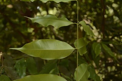 Syzygium gardneri, photographed by Siddarth Machado