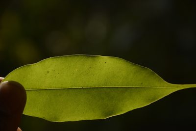 Syzygium gardneri, photographed by Siddarth Machado