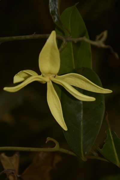 Artabotrys zeylanicus, photographed by Siddarth Machado