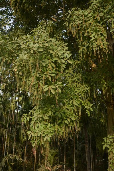Barringtonia acutangula, photographed by Siddarth Machado