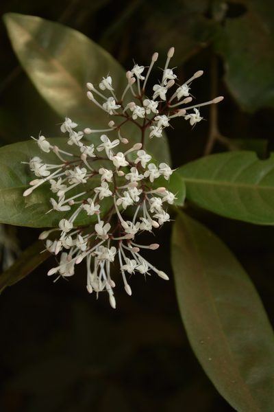 Ixora nigricans, photographed by Siddarth Machado