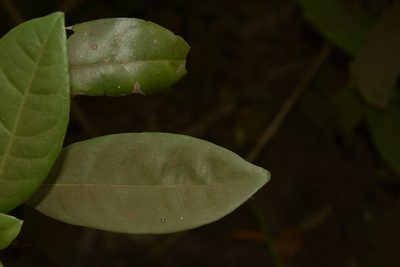 Ixora nigricans, photographed by Siddarth Machado