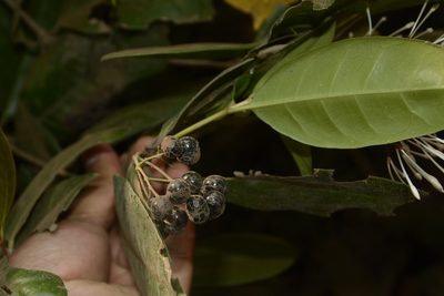 Ixora nigricans, photographed by Siddarth Machado