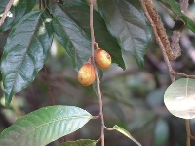 Knema attenuata, photographed by Siddarth Machado