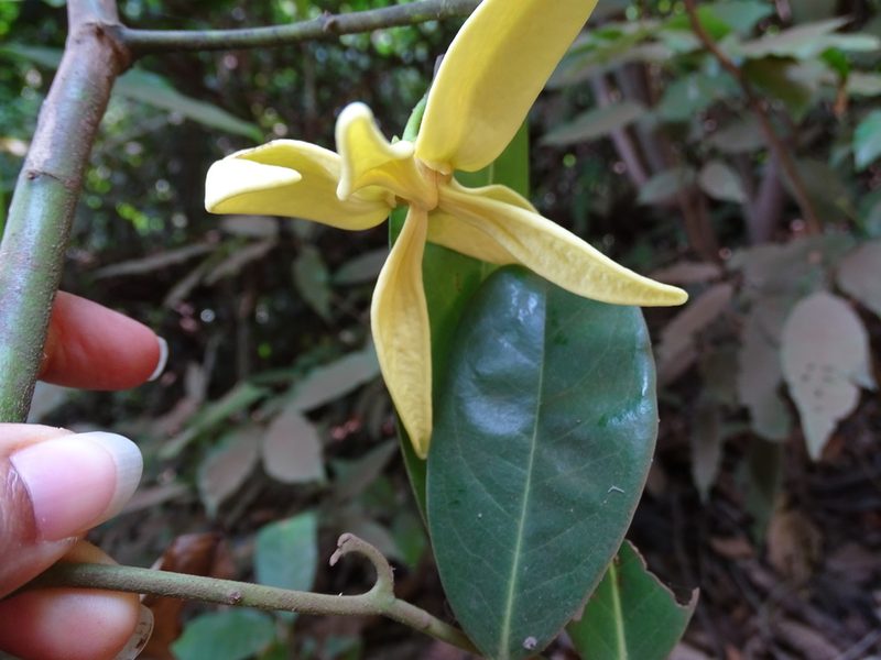 Artabotrys zeylanicus, photographed by Siddarth Machado