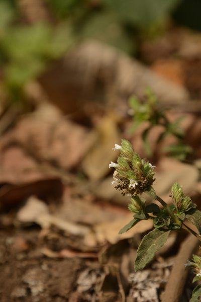 Lepidagathis incurva, photographed by Siddarth Machado