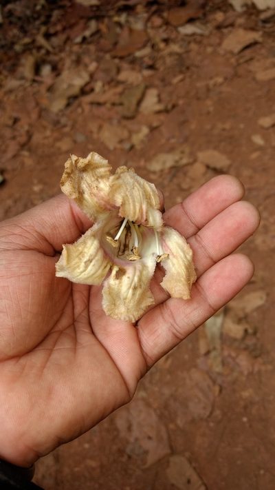 Pajanelia longifolia, photographed by Siddarth Machado