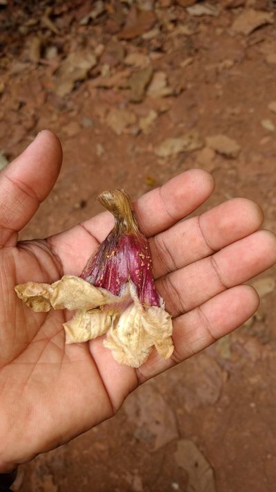 Pajanelia longifolia, photographed by Siddarth Machado