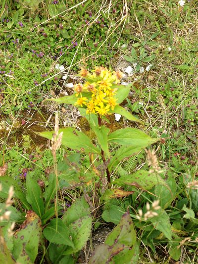 Solidago glomerata, photographed by naturalist charlie