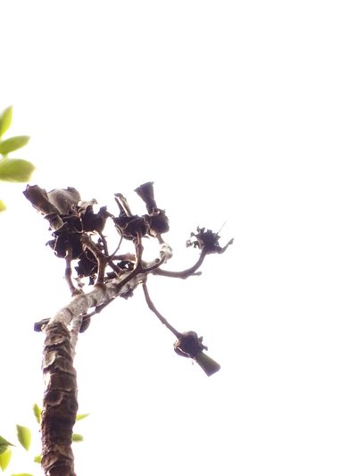 Pajanelia longifolia, photographed by Siddarth Machado