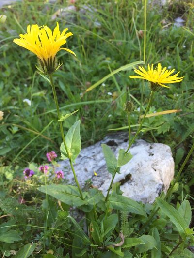 Crepis pyrenaica, photographed by Jason Grant