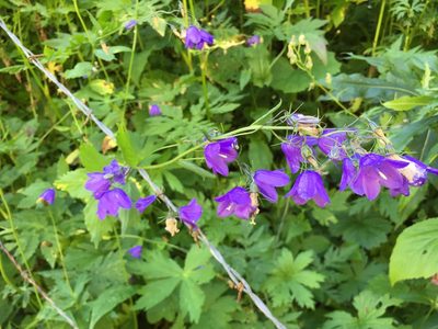 Campanula rhomboidalis, photographed by Jason Grant