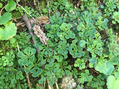 Saxifraga cuneifolia, photographed by Jason Grant