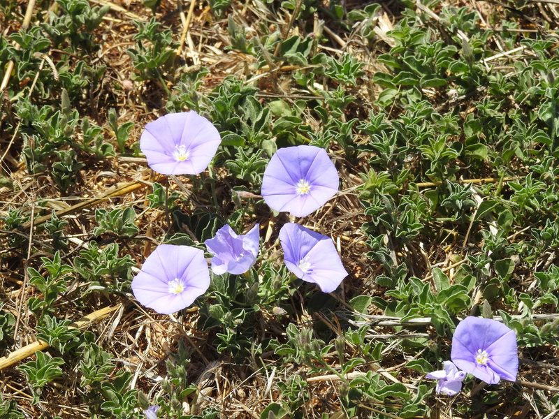 Convolvulus sabatius, photographed by Yann Kemper