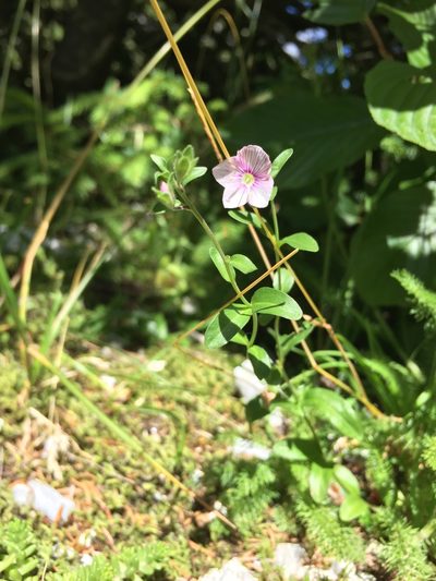 Veronica fruticulosa, photographed by Jason Grant
