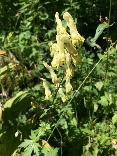 Aconitum vulparia, photographed by Jason Grant
