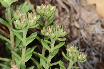 Sedum cockerellii, photographed by Don Loarie