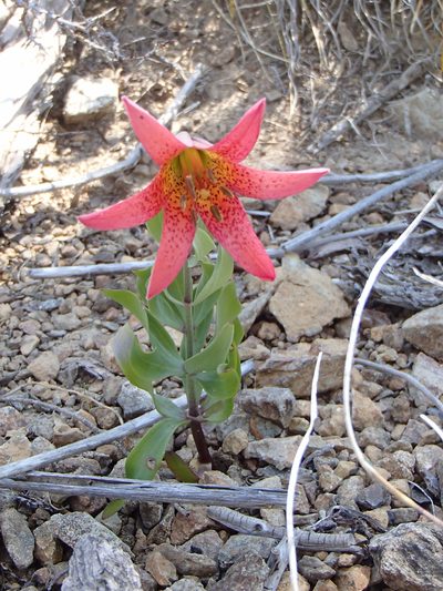 Lilium bolanderi, photographed by Tom Wainwright