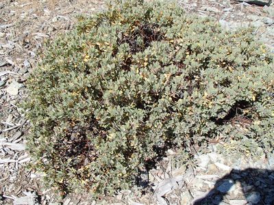 Arctostaphylos canescens, photographed by Tom Wainwright