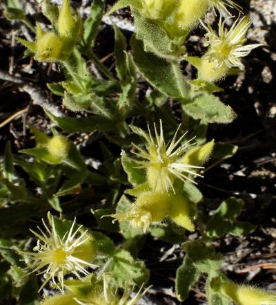 Silene parishii, photographed by desertnaturalist