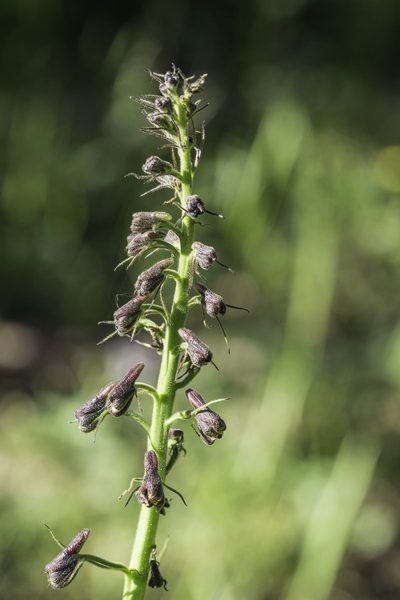 Delphinium sapellonis, photographed by Craig Martin