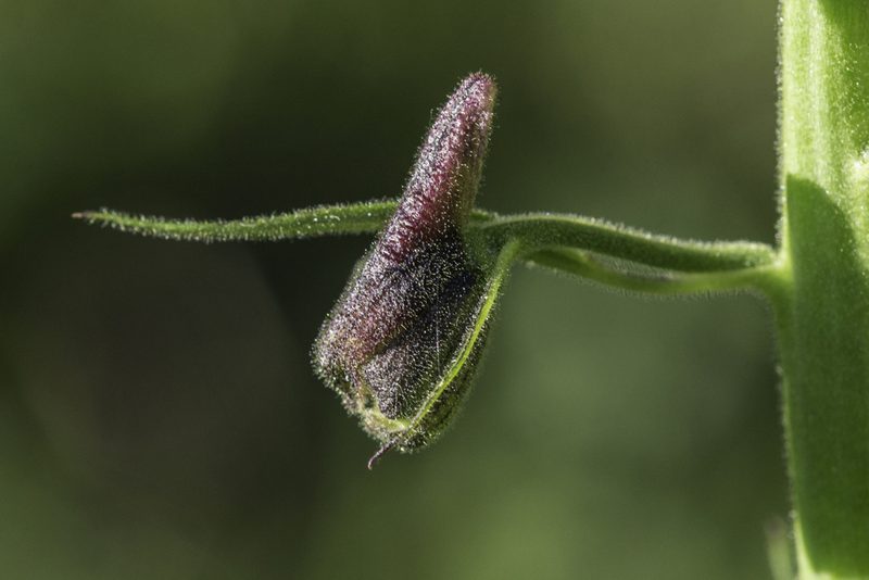 Delphinium sapellonis, photographed by Craig Martin