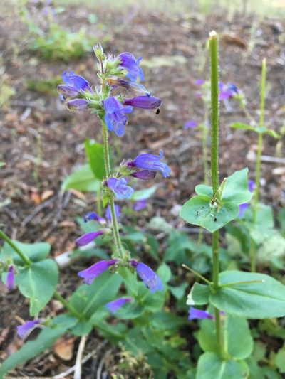 Penstemon anguineus, photographed by Ryan Elliott