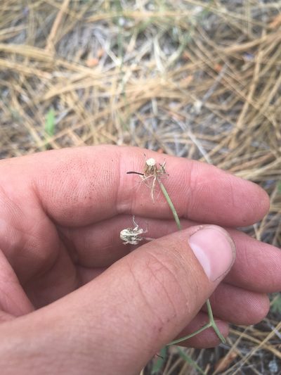 Hieracium fendleri, photographed by Trystan Harpold