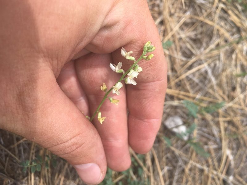 Astragalus rusbyi, photographed by Trystan Harpold