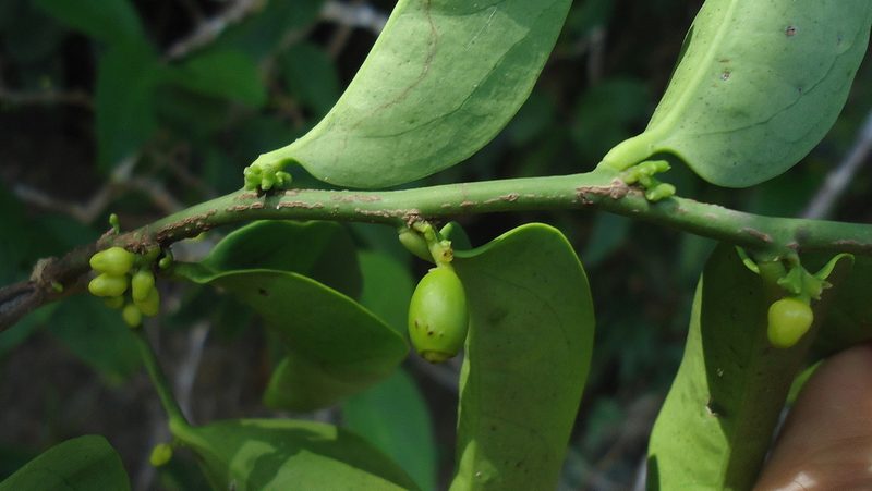 Schoepfia brasiliensis, photographed by russiannaturalistbrazil