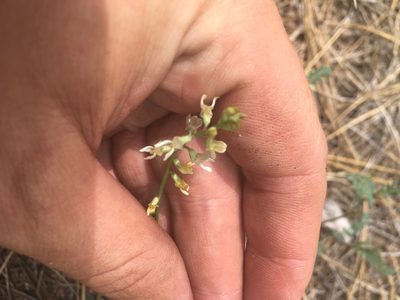 Astragalus rusbyi, photographed by Trystan Harpold