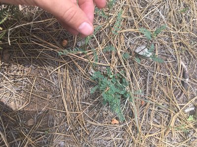 Astragalus rusbyi, photographed by Trystan Harpold