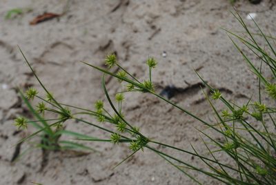 Cyperus grayi, photographed by Zihao Wang