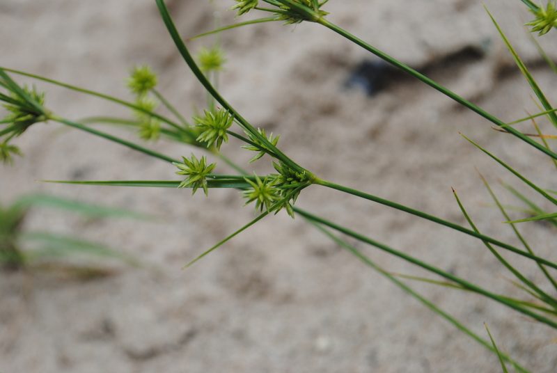 Cyperus grayi, photographed by Zihao Wang
