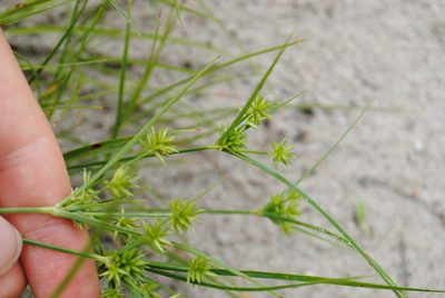 Cyperus grayi, photographed by Zihao Wang