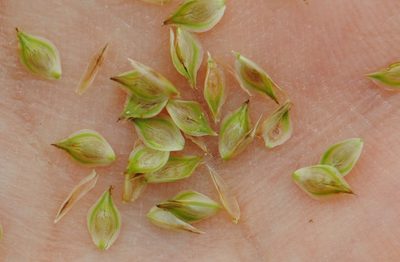 Carex silicea, photographed by Zihao Wang