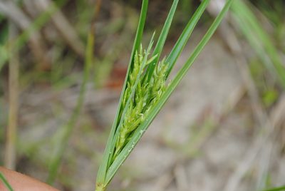 Cyperus schweinitzii, photographed by Zihao Wang