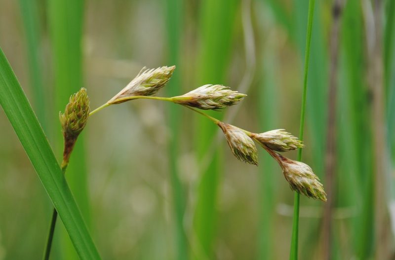 Carex silicea, photographed by Zihao Wang