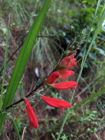 Lamourouxia multifida, photographed by Antonio Francisco
