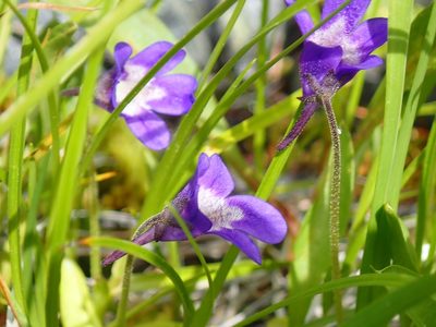 Pinguicula macroceras, photographed by John Brew