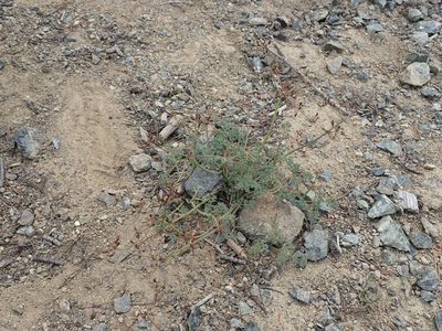 Lomatium cuspidatum, photographed by John Brew