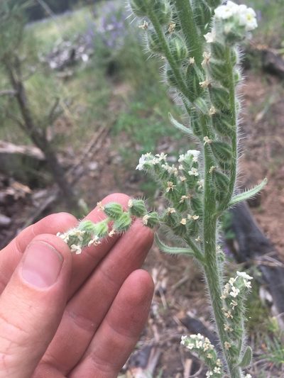 Oreocarya setosissima, photographed by Trystan Harpold