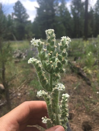 Oreocarya setosissima, photographed by Trystan Harpold