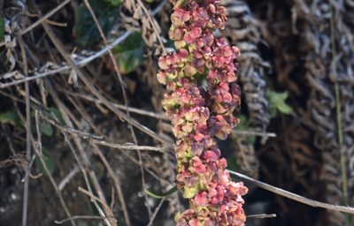 Rumex occidentalis, photographed by Karen and Mike