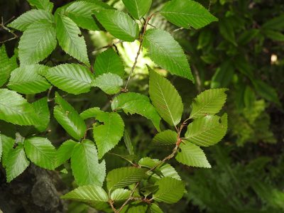 Carpinus kawakamii, photographed by Jacy Chen
