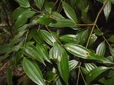 Cinnamomum subavenium, photographed by Jacy Chen
