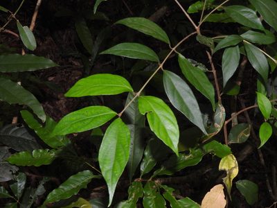 Viburnum integrifolium, photographed by Jacy Chen